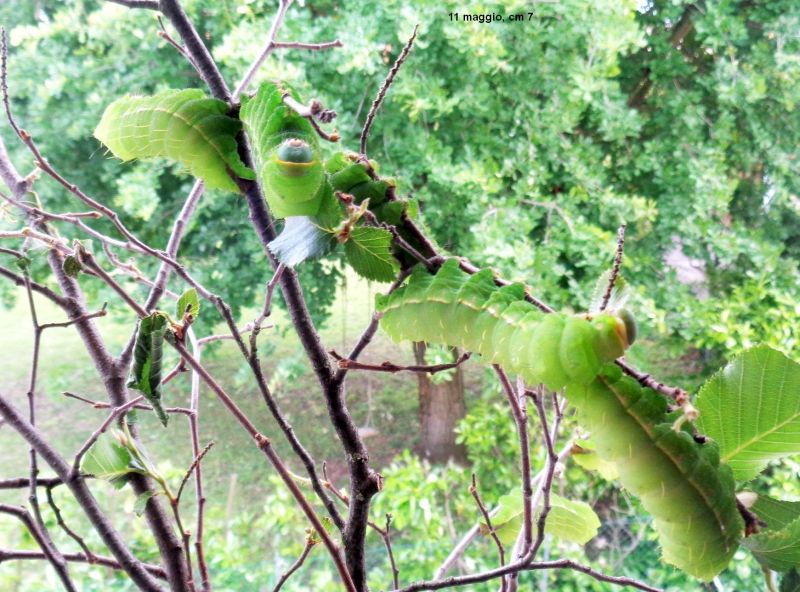 Saturniidae: Antheraea yamamai